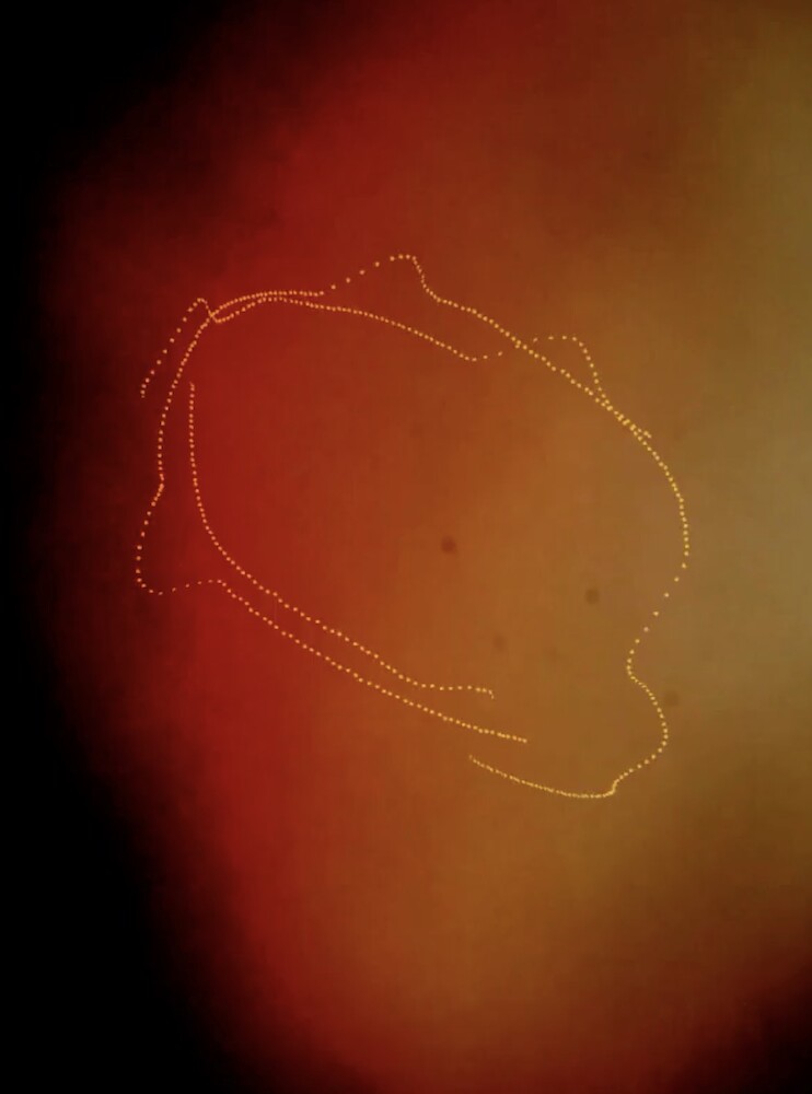 Trans(in)formation Trans(in)formation