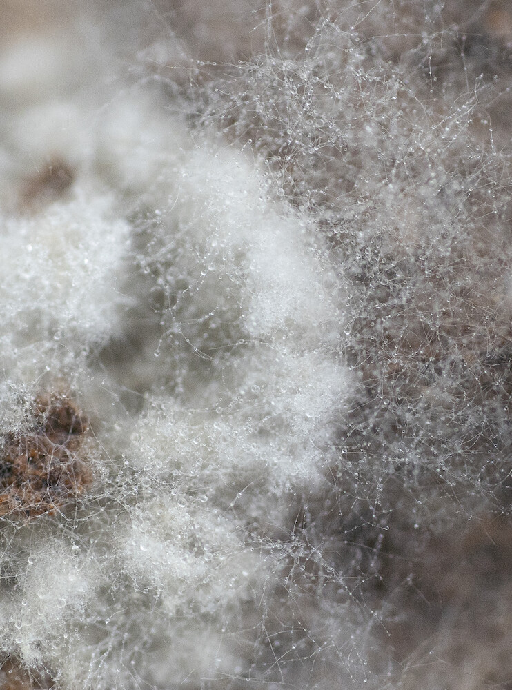 Die Welt als Netzwerk