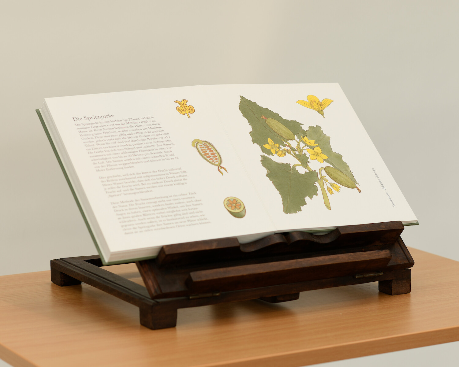 Bildname: kd-das_lebende_lehrbuch_grossartiger_pflanzen-8t6nft