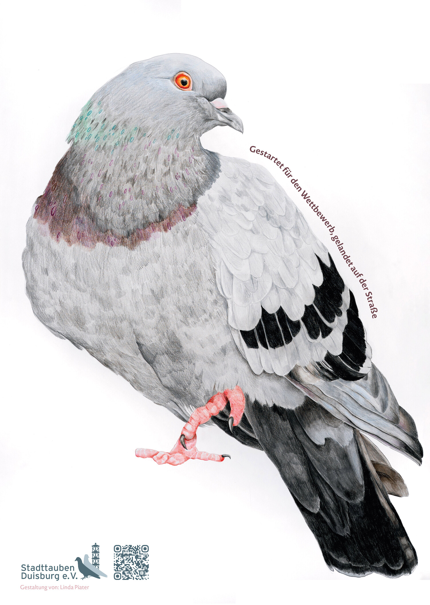 Bildname: kd-fur_stadttauben-y2mesu